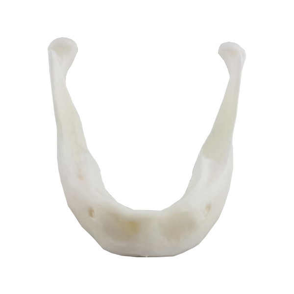 MANDIBULA PARA PRACTICAS DE IMPLANTOLOGIA